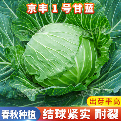 京丰一号甘蓝种子高产包菜