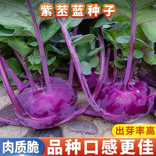 青苤蓝籽种子芥兰头水果绿丕兰紫色苤蓝种子大头菜疙瘩球甘蓝蔬菜