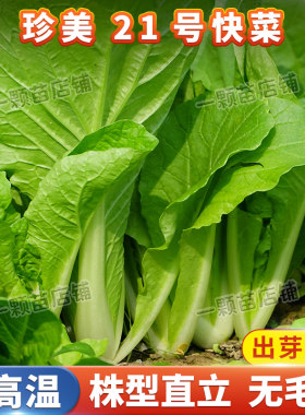 夏季耐热快菜菜籽种子