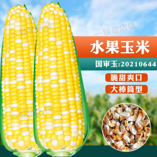 春秋播双色黄白生吃水果玉米种子甜脆高产超甜玉米种子孑非转基因