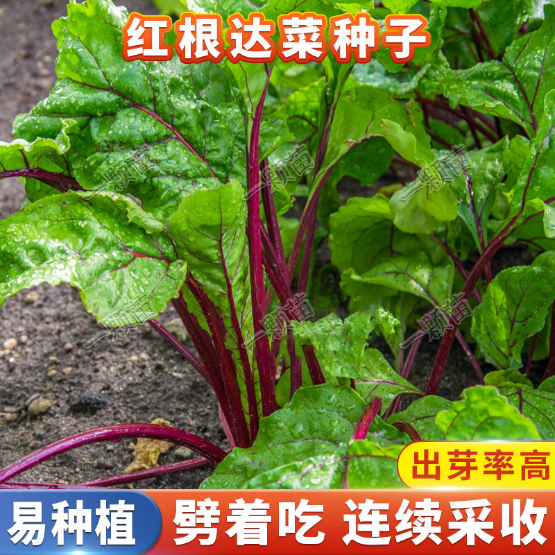 四季红根达菜种子红牛皮菜种子君达菜野菜厚皮菜大叶种籽蔬菜种籽