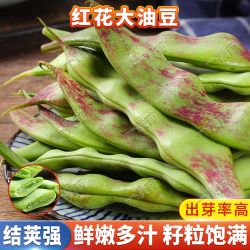 东北油豆角种籽一点红无筋大豆角