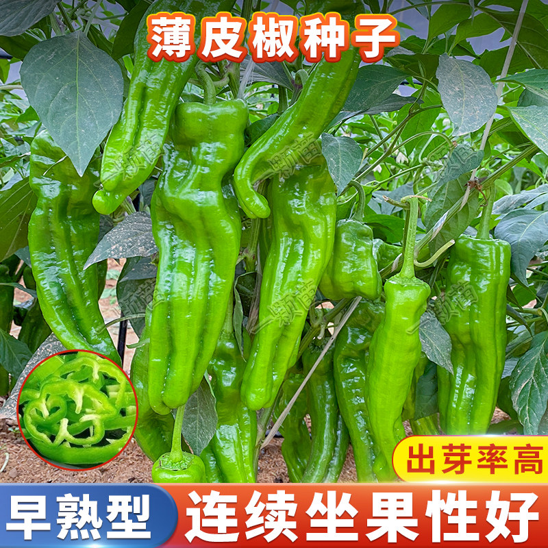 高产本地薄皮辣椒种子青椒种孑图片