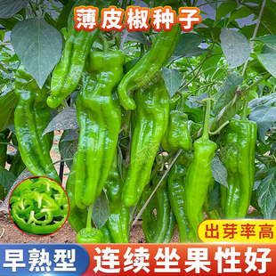 春薄皮辣椒种子皱皮青椒线椒樟树港螺丝椒辣椒苗种籽大全蔬菜盆栽