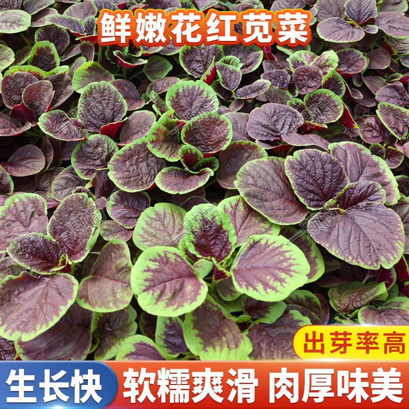 圆叶红苋菜种籽生长快软嫩爽滑图片