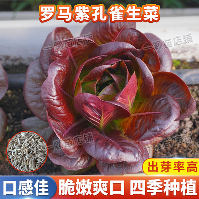 紫色孔雀菜种子紫生菜种籽罗马直立生菜种孑阳台盆栽四季蔬菜种子