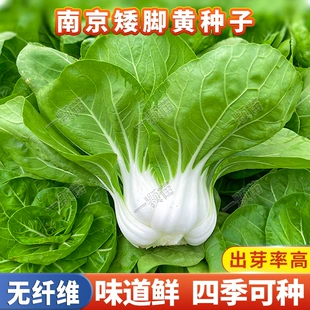 四季 南京矮脚黄菜籽蔬菜籽青菜种籽大全小白菜种子奶白菜种孑阳台