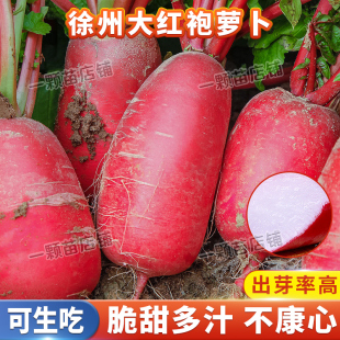 秋季徐州大红袍萝卜种子胭脂红皮白心辣红萝卜籽种大全本地老品种
