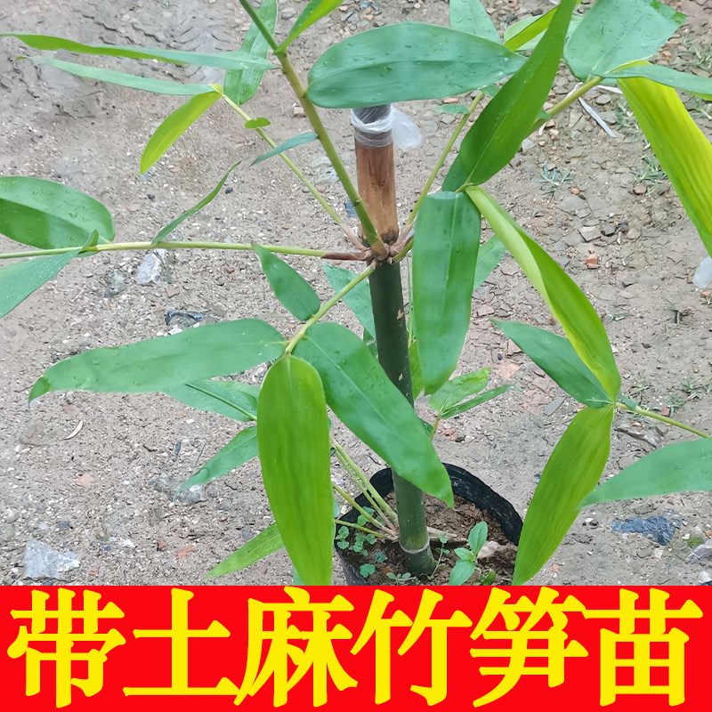 麻竹笋苗大头竹种麻竹苗竹子苗竹笋苗带土食用竹笋种植苗图片