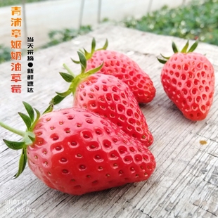 新鲜采摘 包邮 时令水果 同城 3.3斤礼盒装 上海青浦章姬奶油草莓