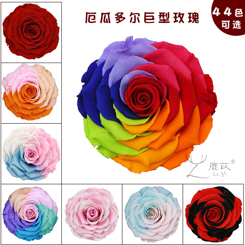 鹿苡永生花巨型玫瑰厄瓜多尔RoseAmor七彩多色直径10+cm44色可选