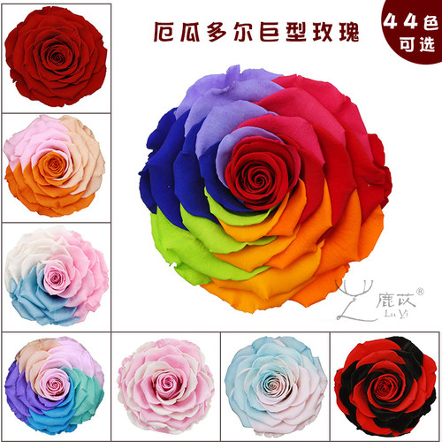 鹿苡永生花巨型玫瑰厄瓜多尔
