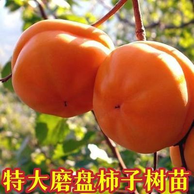 嫁接巨磨盘柿子苗南北方阳台庭院种植盆栽地栽果树苗