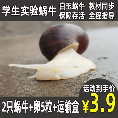 宠物白玉蜗牛活体巨型特大实验教