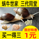 宠物白玉蜗牛活物明珠巨型大蜗牛产卵观赏小蜗牛学生科学实验教学