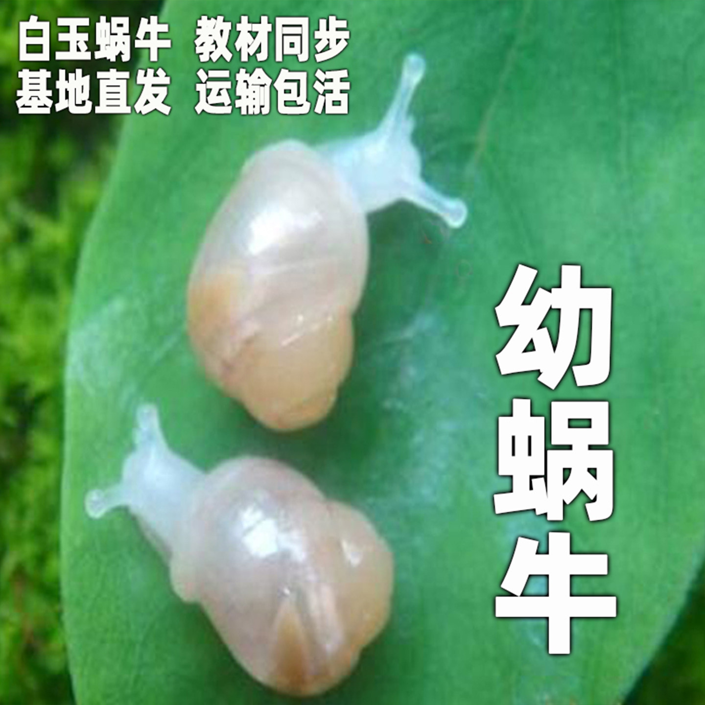 活体幼蜗牛白玉蜗牛宠物教学学生幼儿园实验观赏蜗牛科学套餐老师
