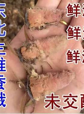 鲜活岫岩雄蚕蛾滋身补
