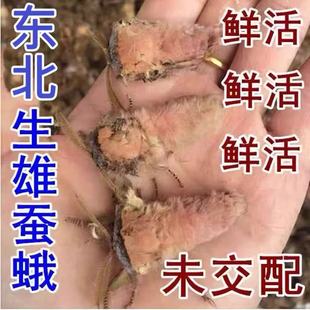 东北雄蚕蛾鲜活野雄蚕蛾未交配岫岩雄蚕蛾泡酒料滋身补