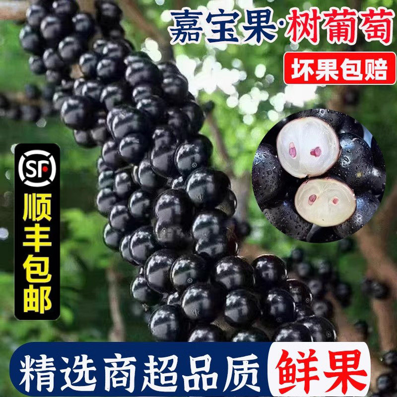 现摘嘉宝果新鲜水果树葡萄鲜果珍宝果当季罕见水果孕妇果顺丰包邮图片