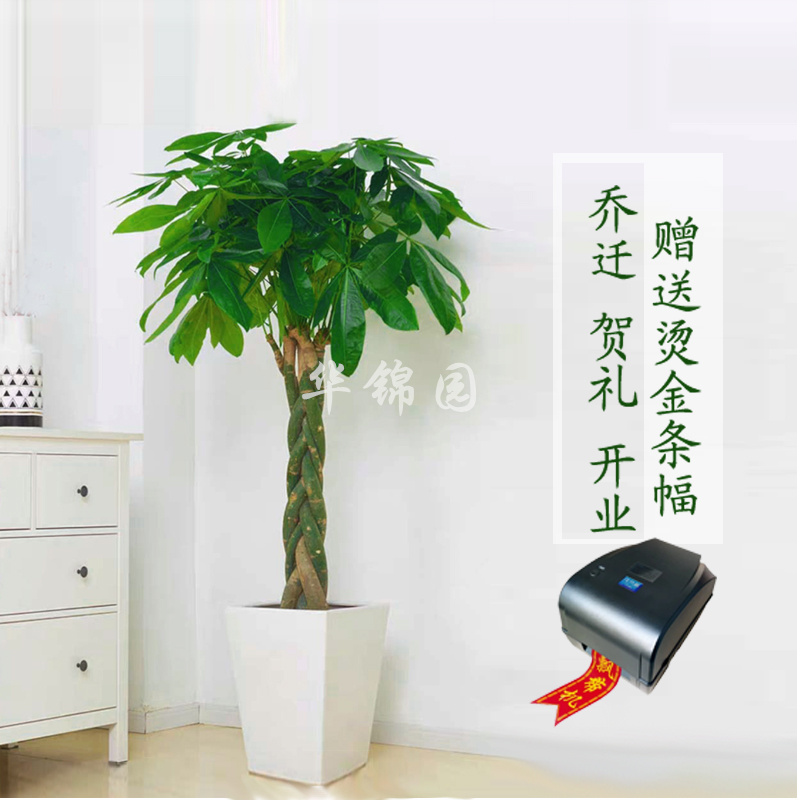 辫子发财树乔迁三杆大型盆栽
