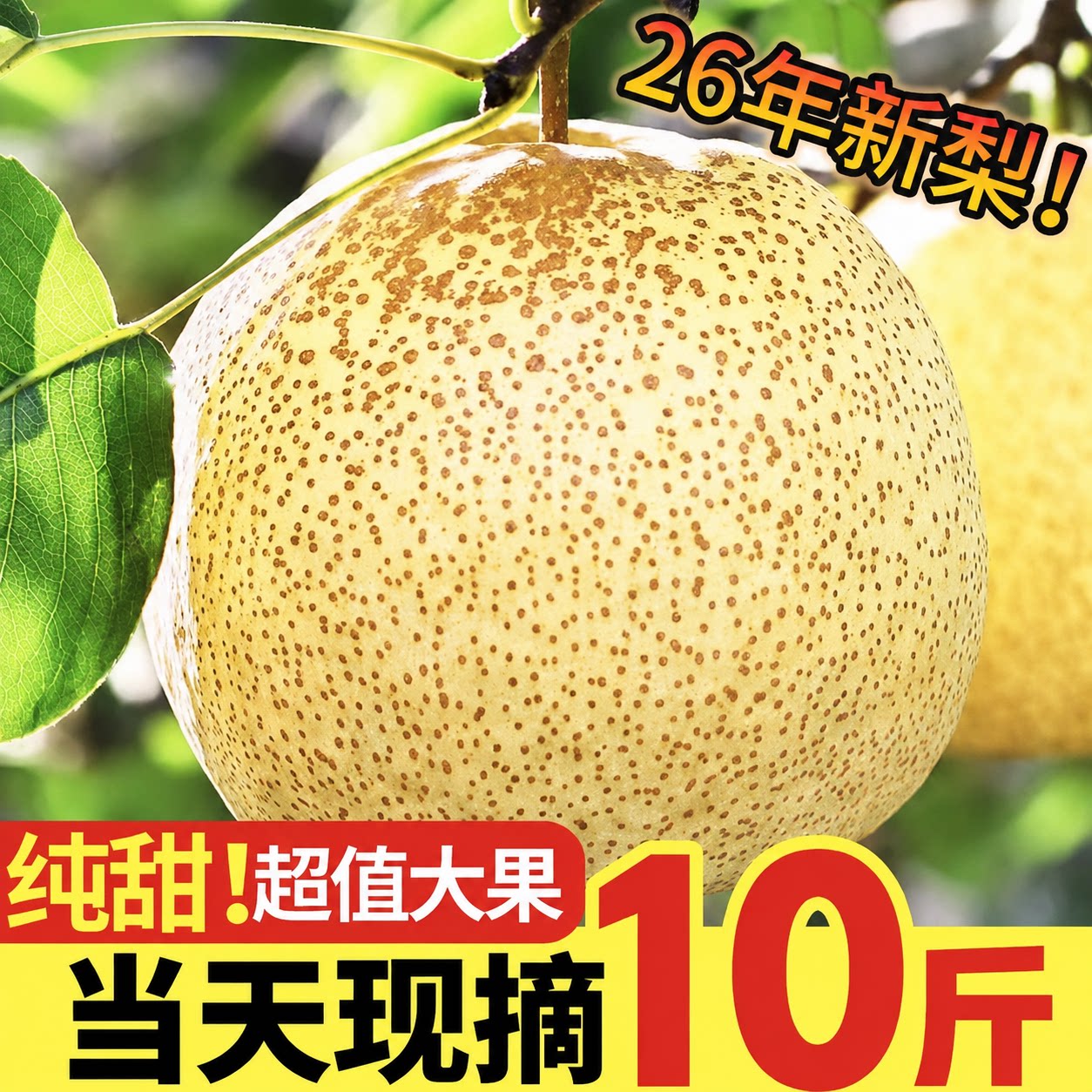 【果园直发坏果包赔】砀山梨子
