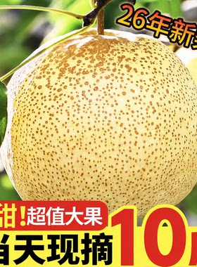 【果园直发坏果包赔】砀山梨子