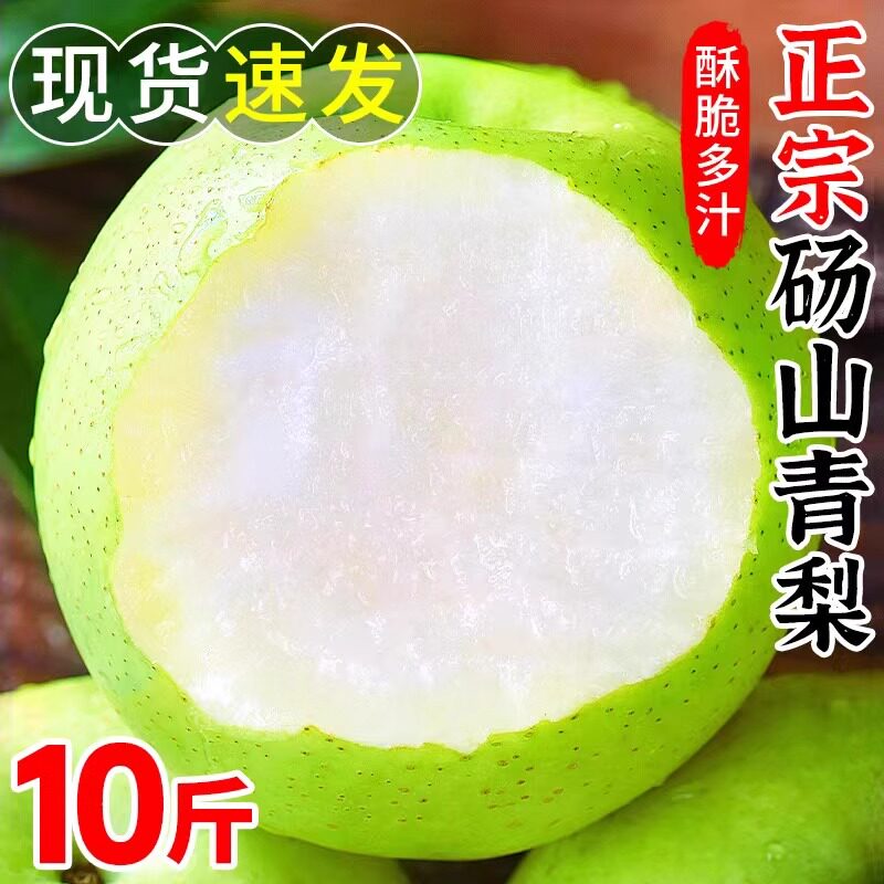 【果园直发坏果包赔】砀山青梨