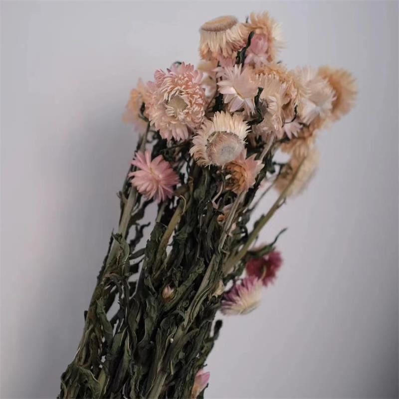 天然干花菠萝菊花束风干小雏菊家居装饰摆件麦秆菊粉插花拍照道具