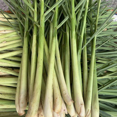 香茅草新鲜泰国冬阴功汤配料柠檬草奶茶店香茅火锅卤肉香料香茅草