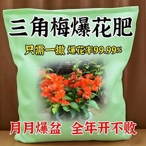 三角梅通用爆花壮苗肥