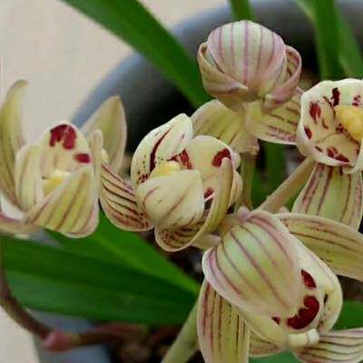 建兰【金荷】(花期:6月-11月)荷瓣浓香兰花苗室内花卉绿植盆栽