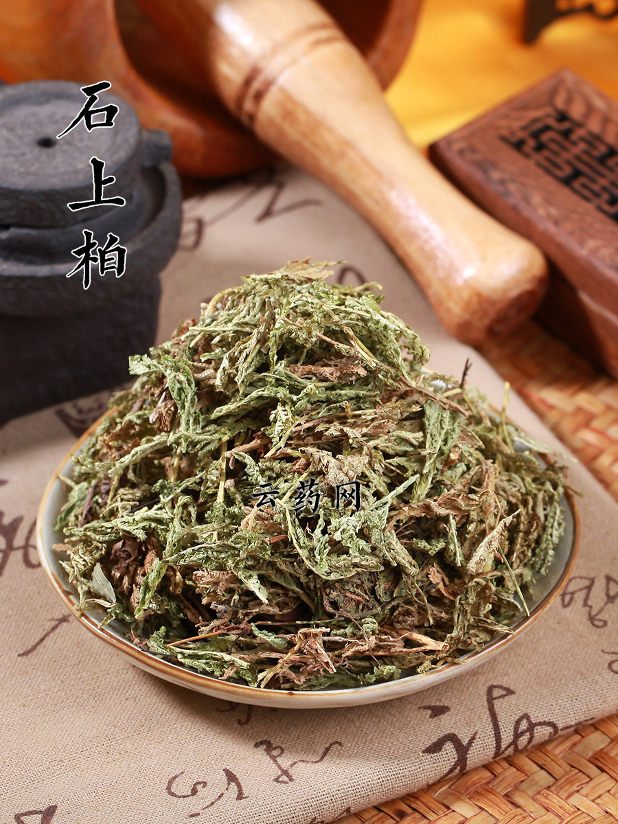 石上柏  云南深绿卷柏地侧柏梭罗草金龙草粉龙鳞草中药材