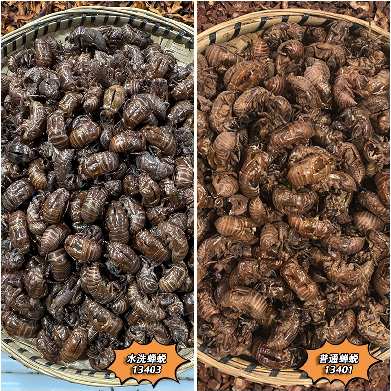 蝉蜕 云南散装大虫蜕 农家野外采收知了壳蝉衣 净货食用品质药材