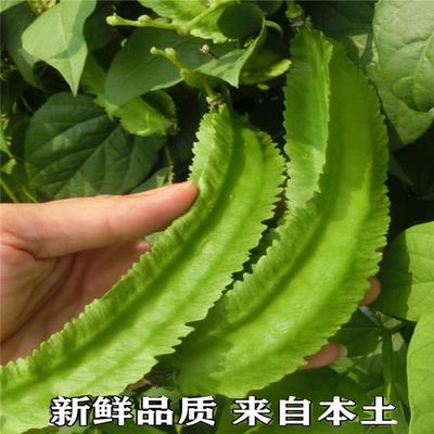 海南三亚鲜嫩四角豆绿色龙豆新鲜蔬菜四棱豆皇帝豆龙角豆季节