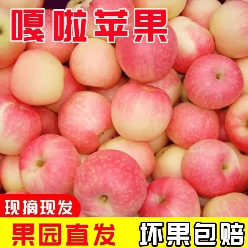 正宗陕西嘎啦苹果脆甜多汁5斤整箱新鲜应季当季孕妇水果现摘现发