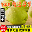 整箱9斤大果 新疆库尔勒香梨全母梨子水果新鲜当季 新疆直发