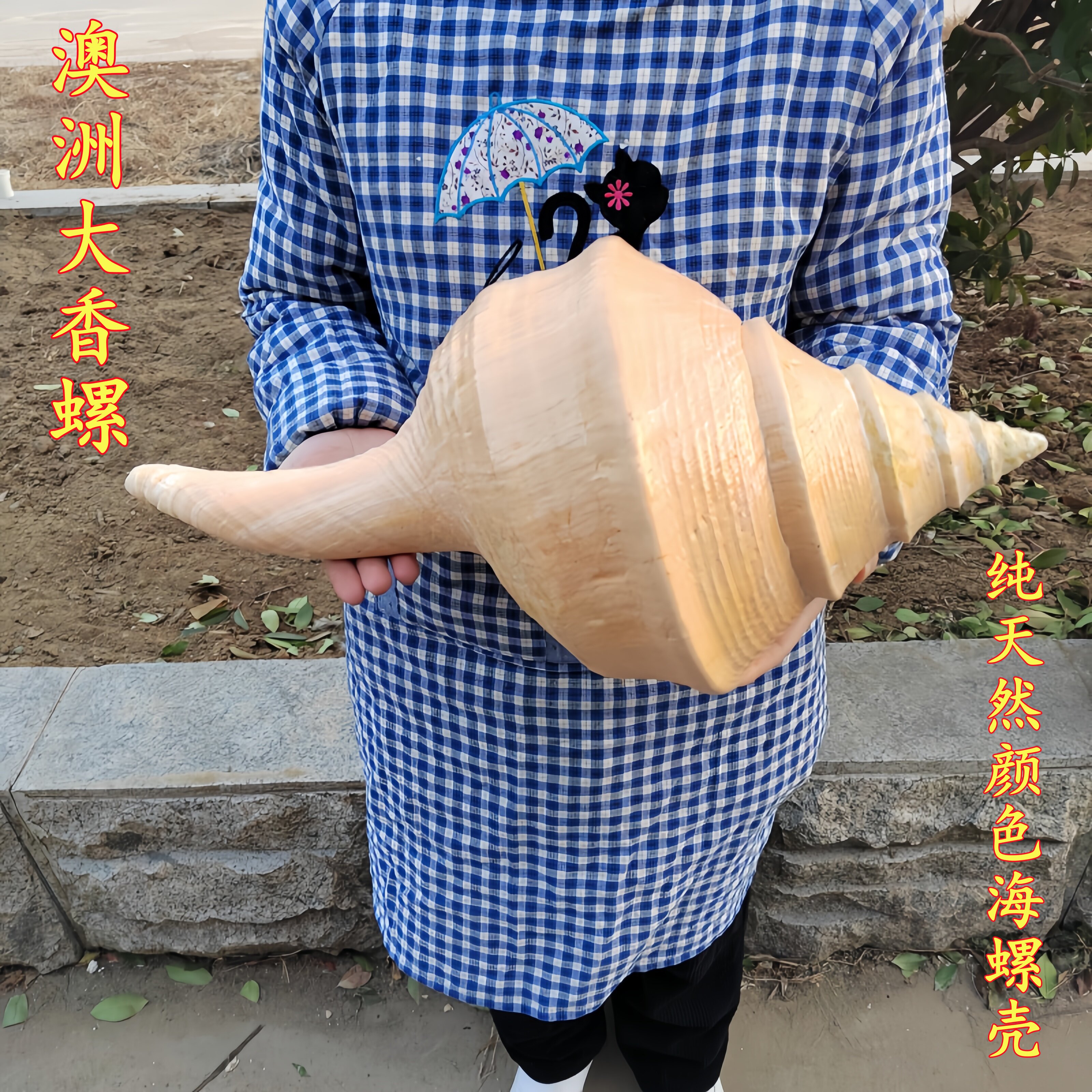 天然海螺澳洲圣螺钜惠包邮