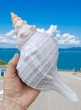 海螺号角螺包邮超大完整