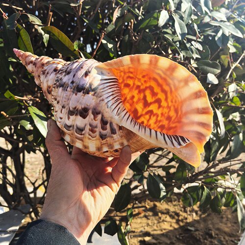 天然海螺四大名螺凤螺