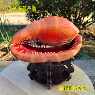 天然超大海螺 万宝螺黄金宝螺创意家居摆件四大名螺收藏标本礼品