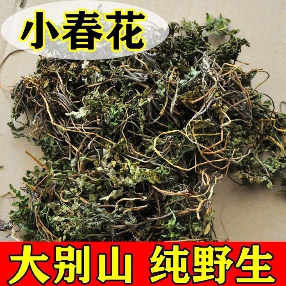 中药材野生小春花一朵云阴地蕨蛇不见独脚金鸡阴地厥中草药材包邮