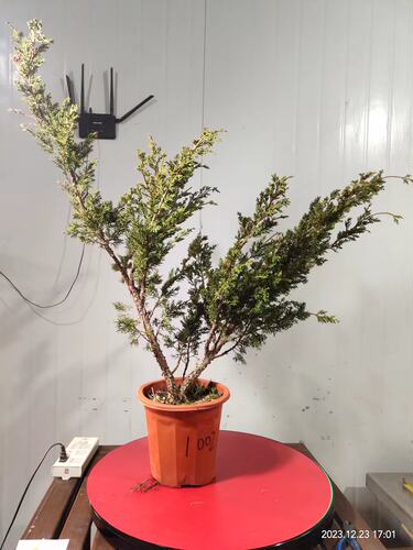 济州真柏盆景素材  纪州真柏盆景素材基地直销四季常青