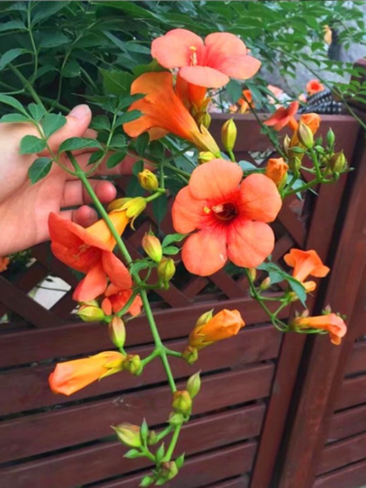 凌霄花苗盆栽室内花庭院耐寒耐热四季卉观花阳台爬藤植物庭院攀爬