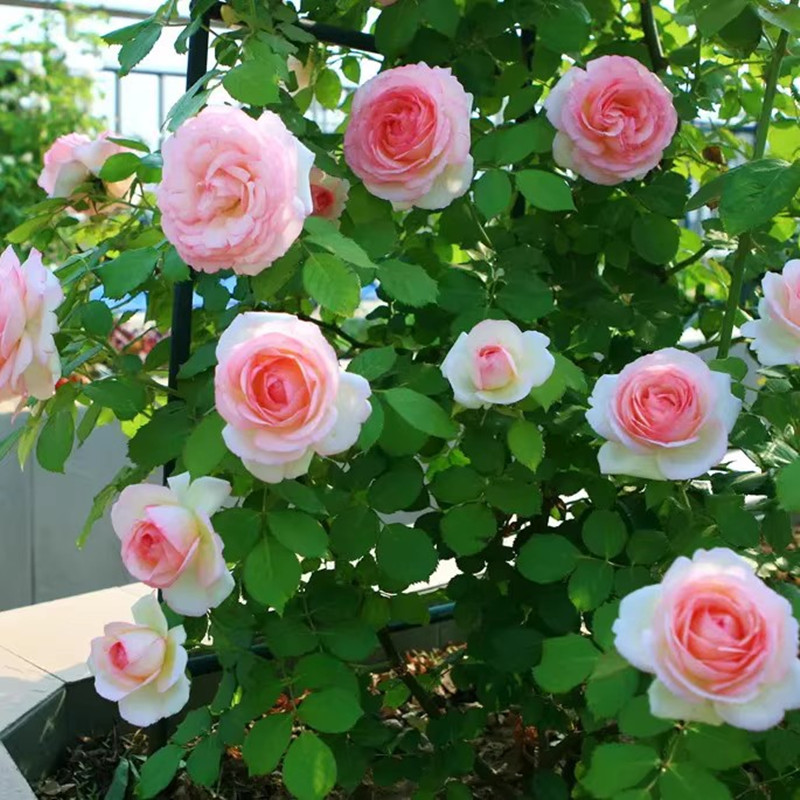 爬藤蔷薇月季爬藤欧月庭院花卉