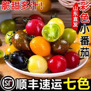 【顺丰送货上门 】山东七彩小番茄多彩圣女果组合随机5-7色发货
