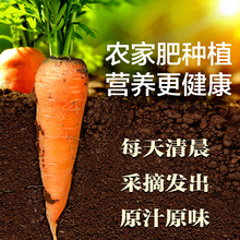 宝宝蔬菜 东北新鲜胡萝农家自种新鲜蔬菜水果红萝卜下单现挖 5斤装