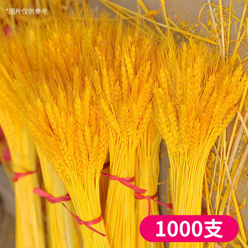 苏购黄金麦穗干花小麦天然干稻穗开业大麦卖花束摆件拍摄道具金黄