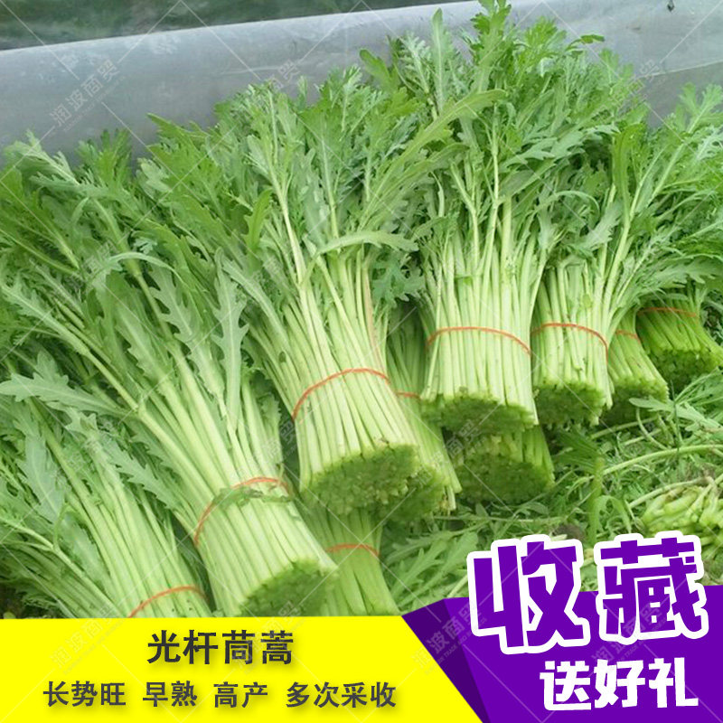 光杆茼蒿种子小叶茼蒿皇帝菜蒿蒿菜菊花菜种籽桐花菜大田高产农家