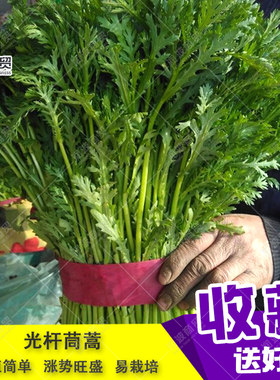 光杆茼蒿种子 蓬蒿菜菊花菜皇帝菜桐花菜同蒿种子农家菜园四季播
