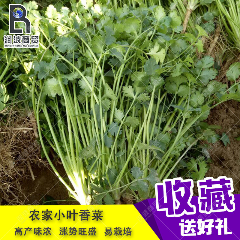 农家香菜美国耐热阳台种子包邮
